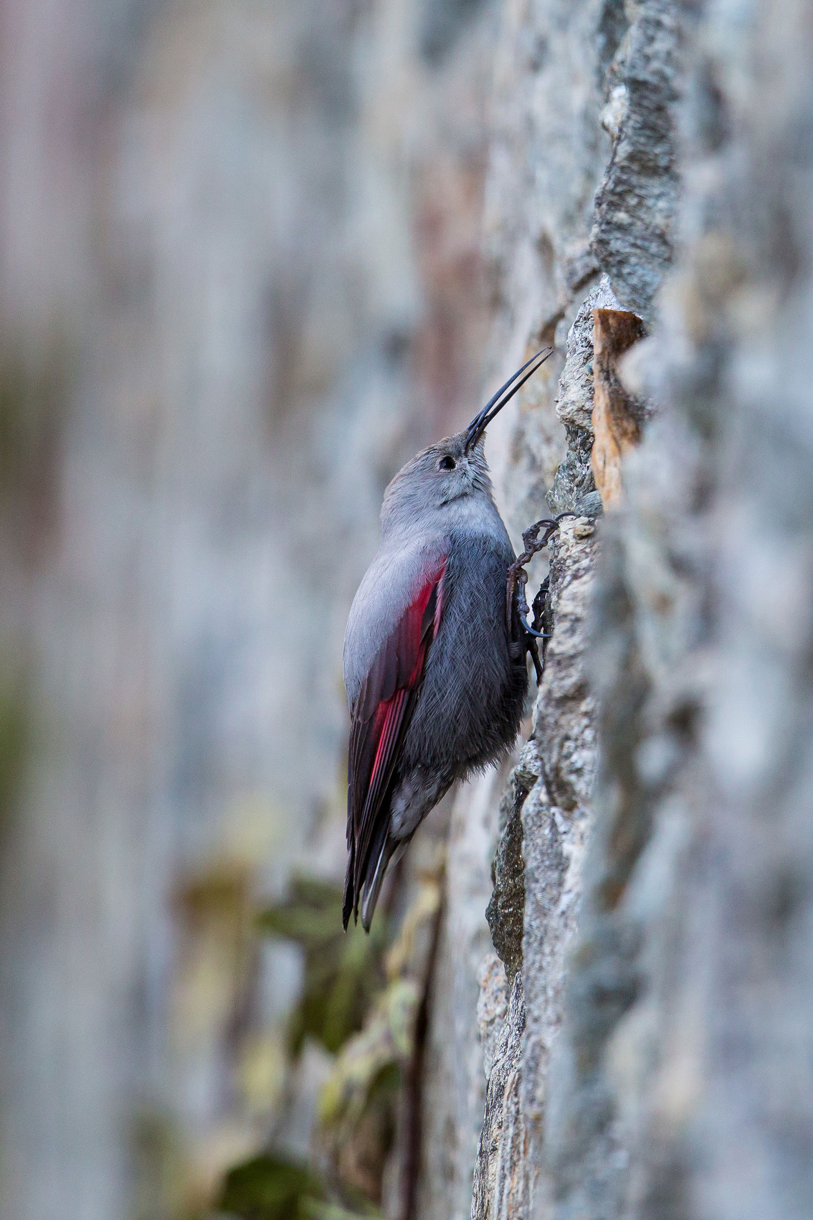 Woodpecker Muraiolo 5