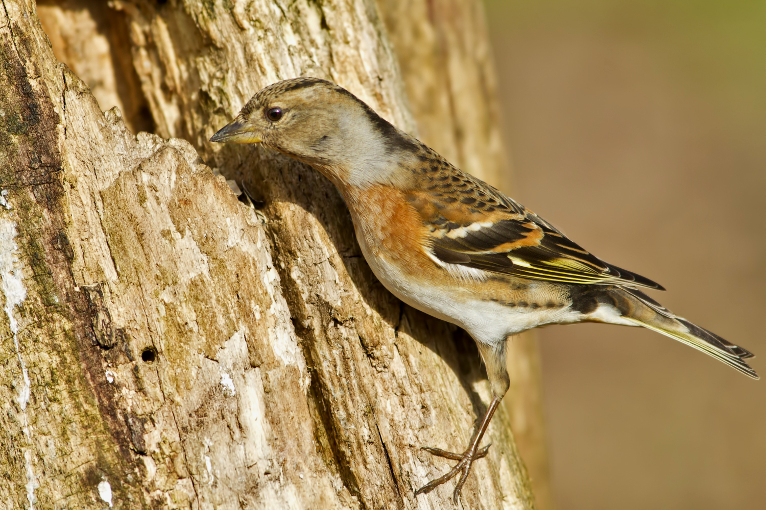 Brambling curious