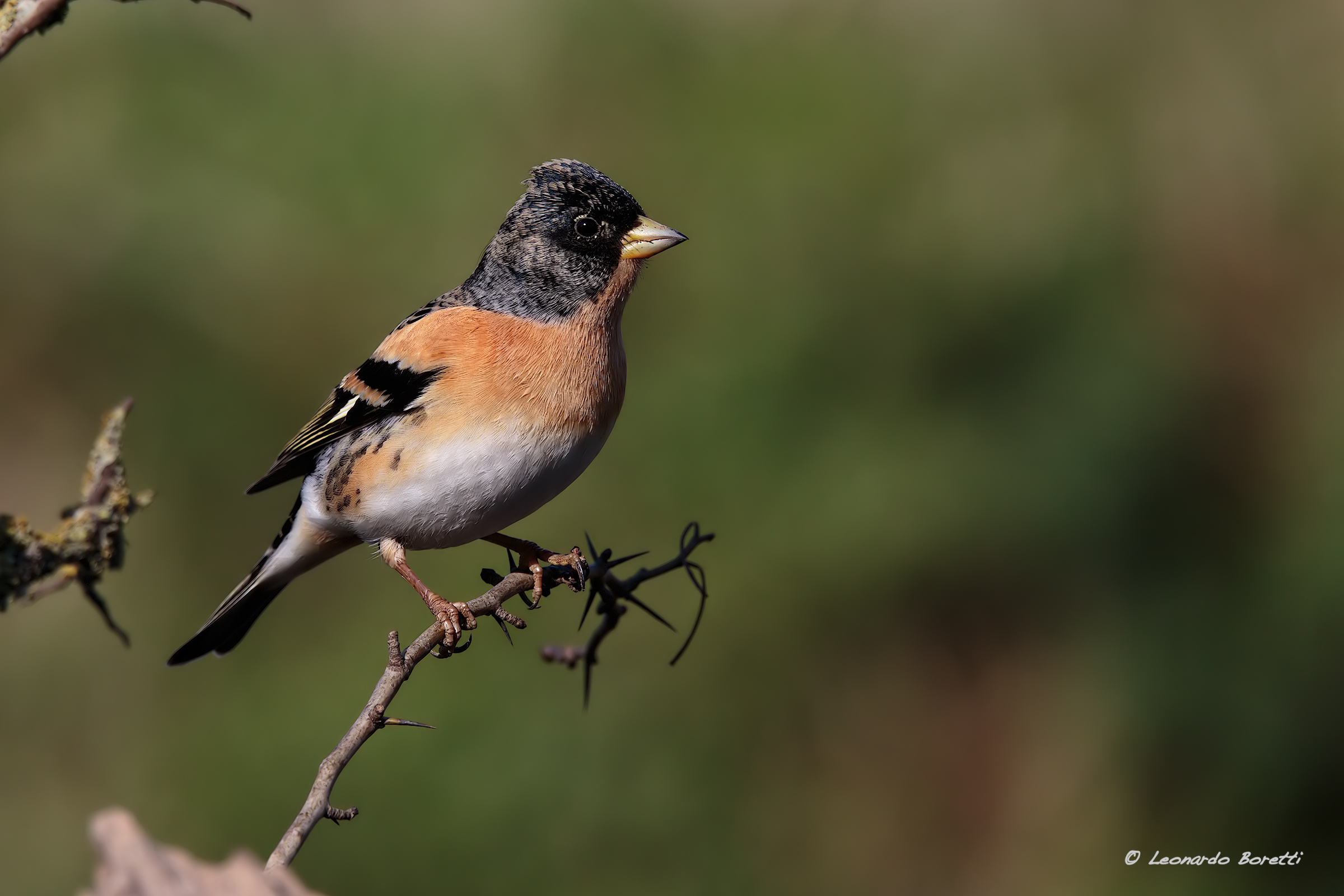 Brambling