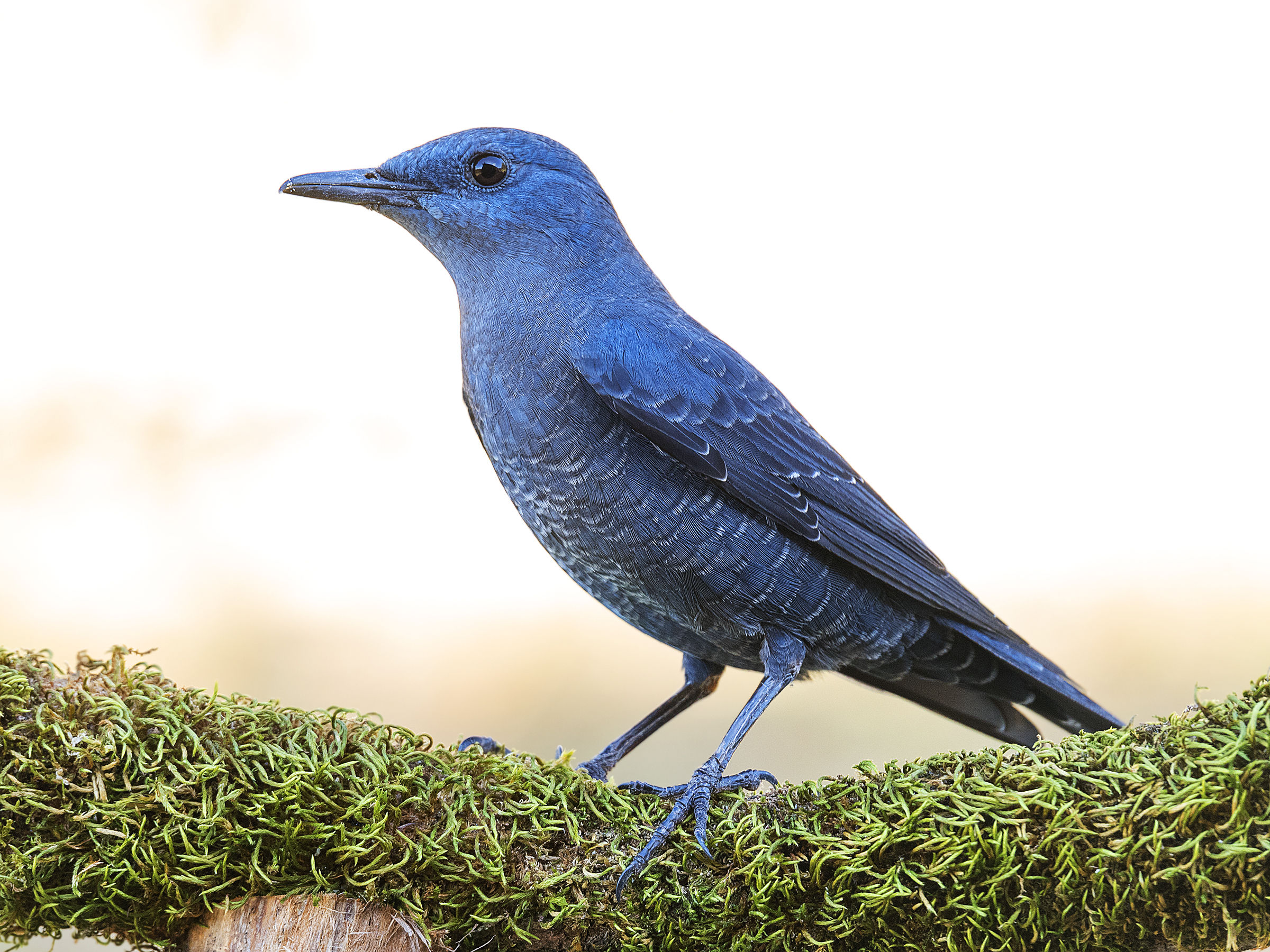 Tu nella torre avita, passero solitario ...