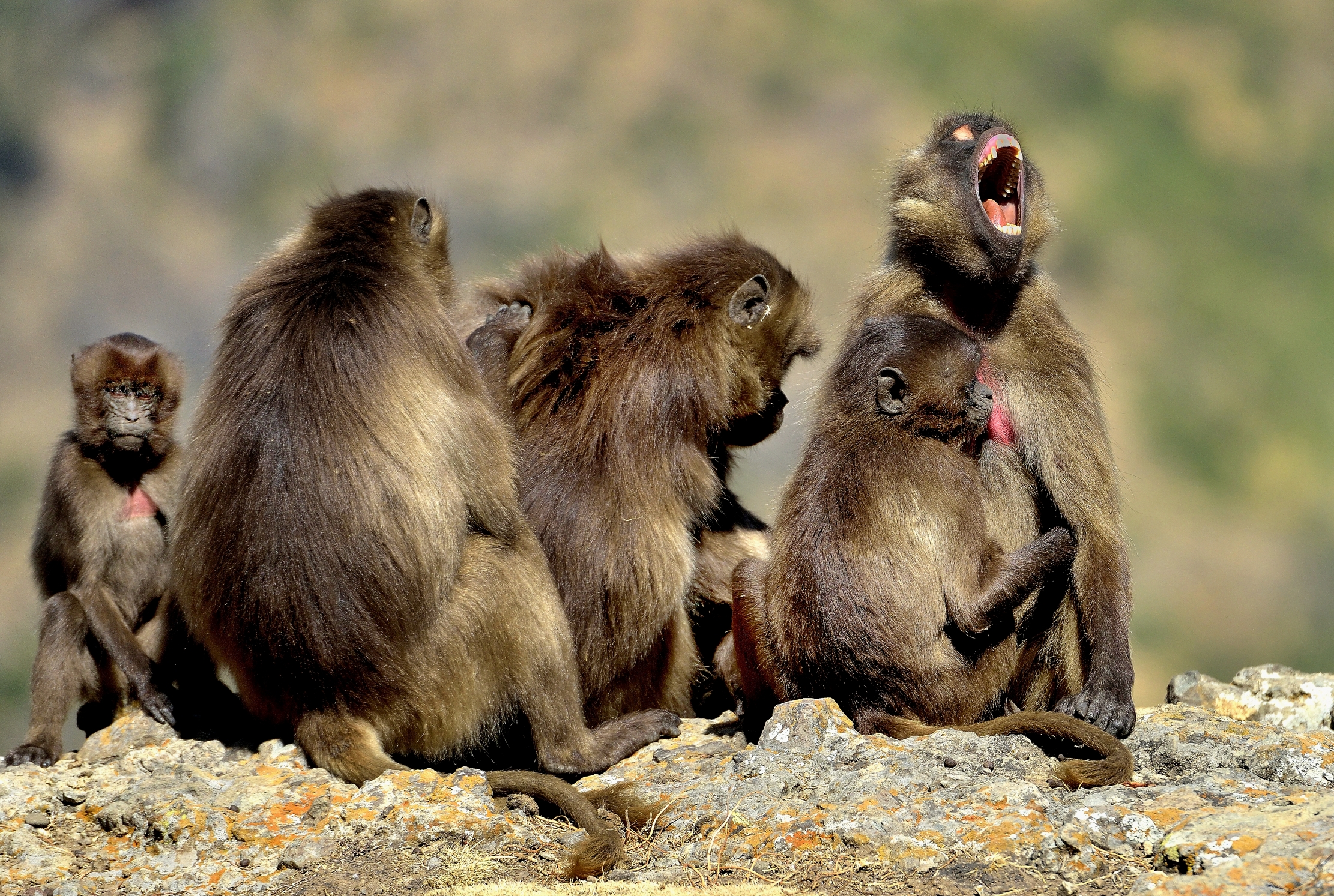 Etiopia 2015 - Gelada Baboons