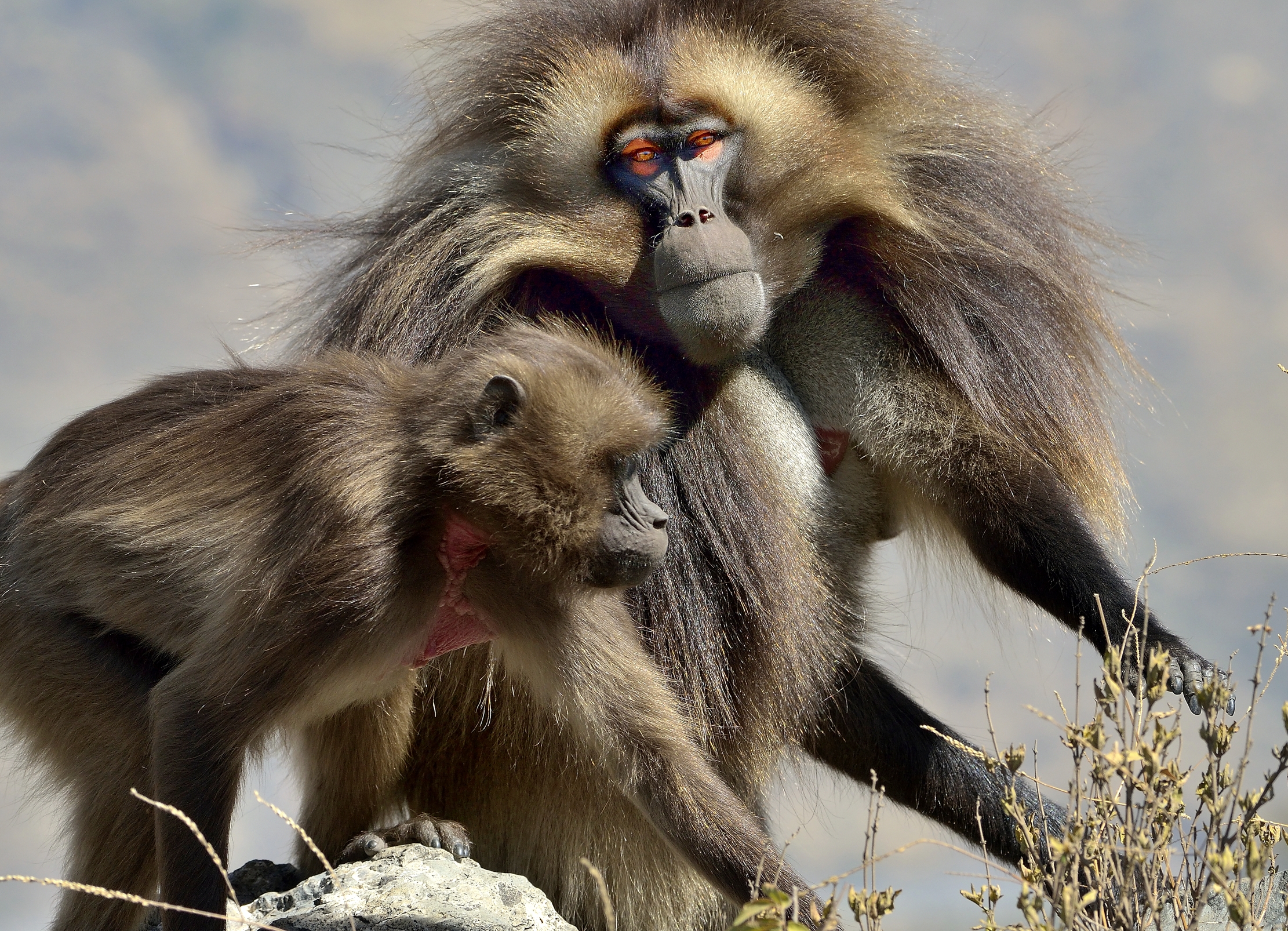 Etiopia 2015 - Gelada Baboons