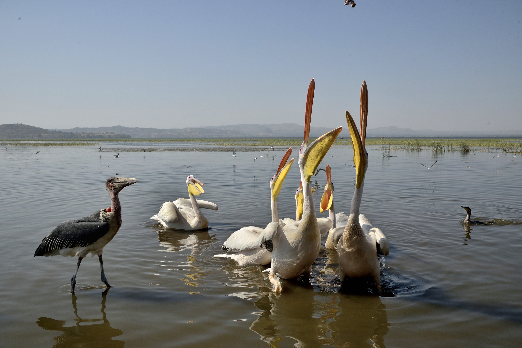 Etiopia 2015 - Sul lago Hawassa