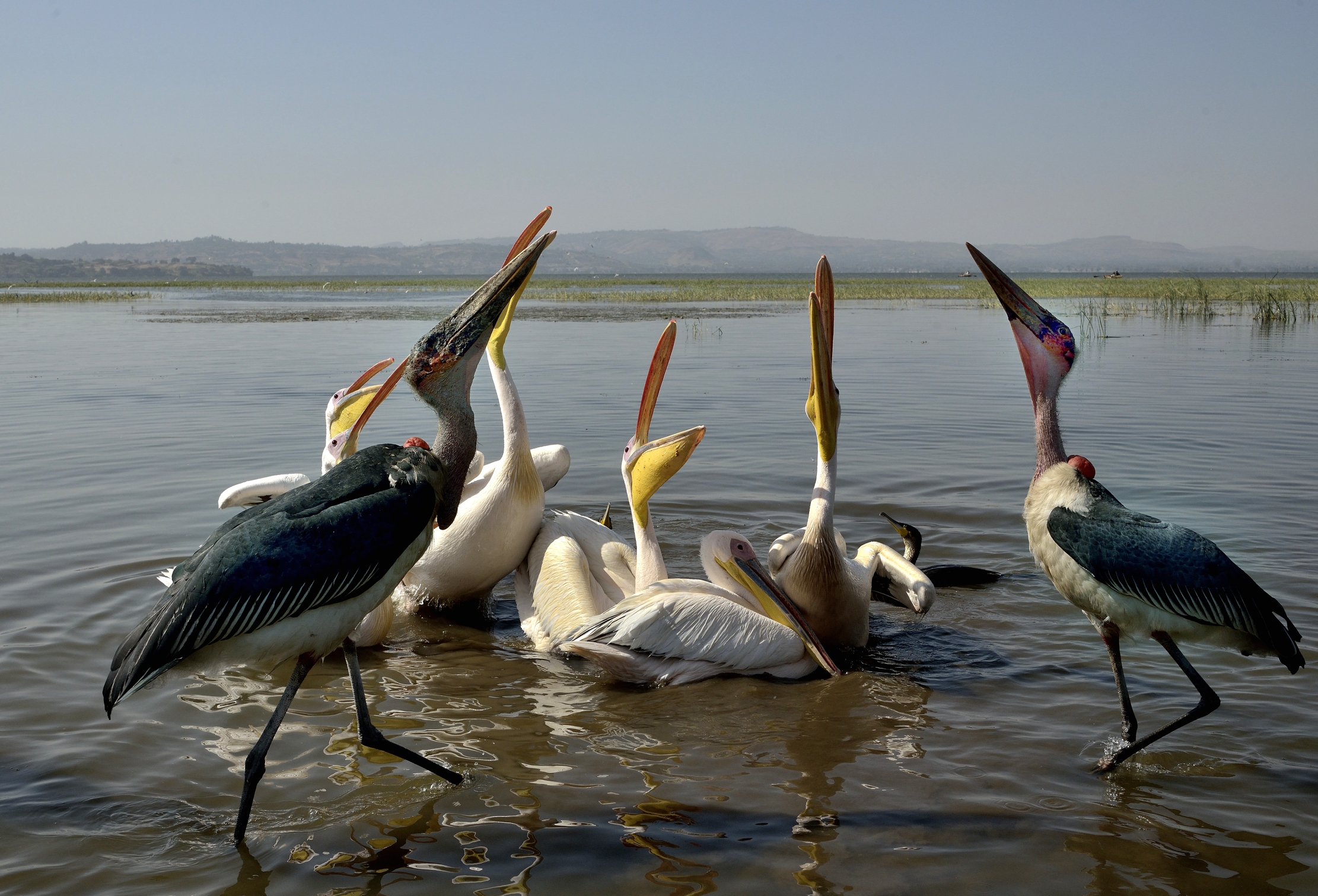 Etiopia 2015 - Sul lago Hawassa