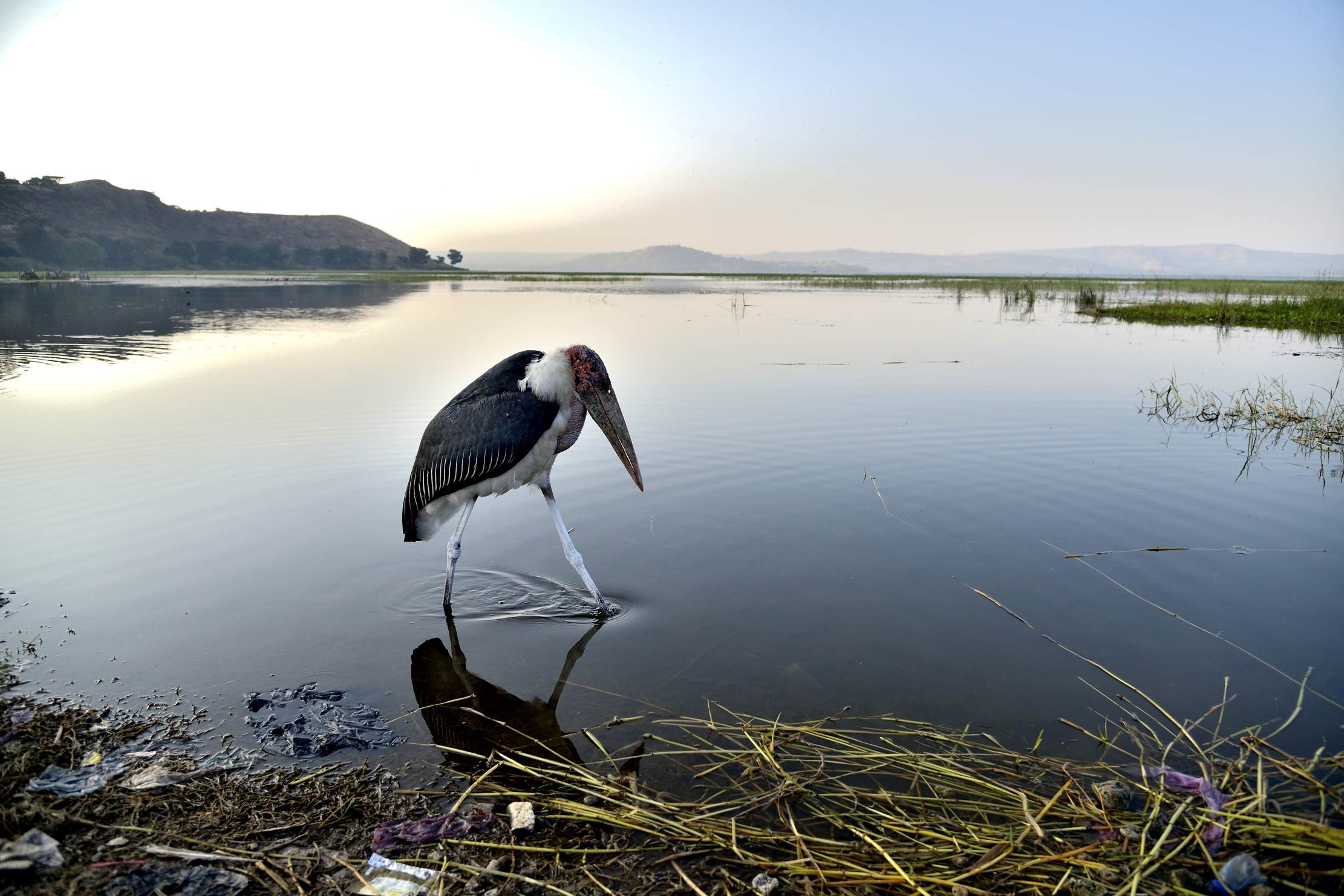Etiopia 2015 - Marabu sul lago Hawassa
