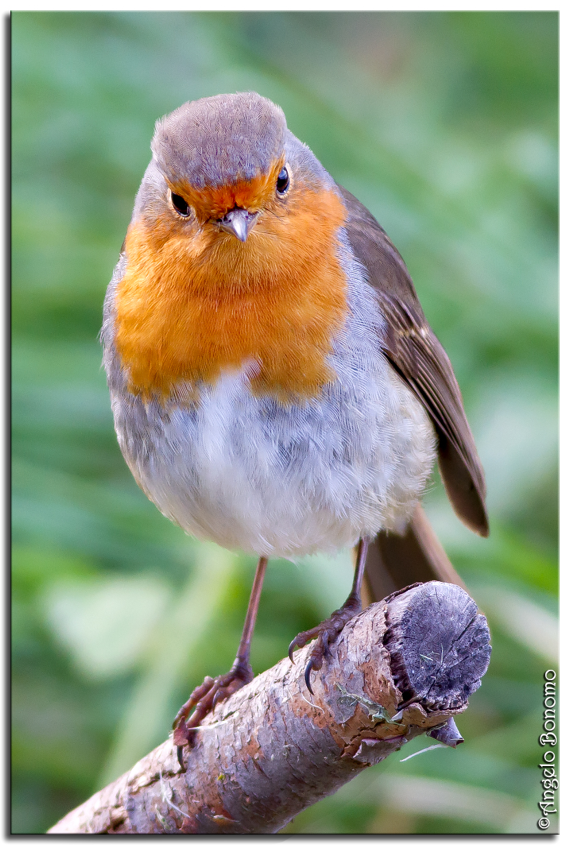 Robin