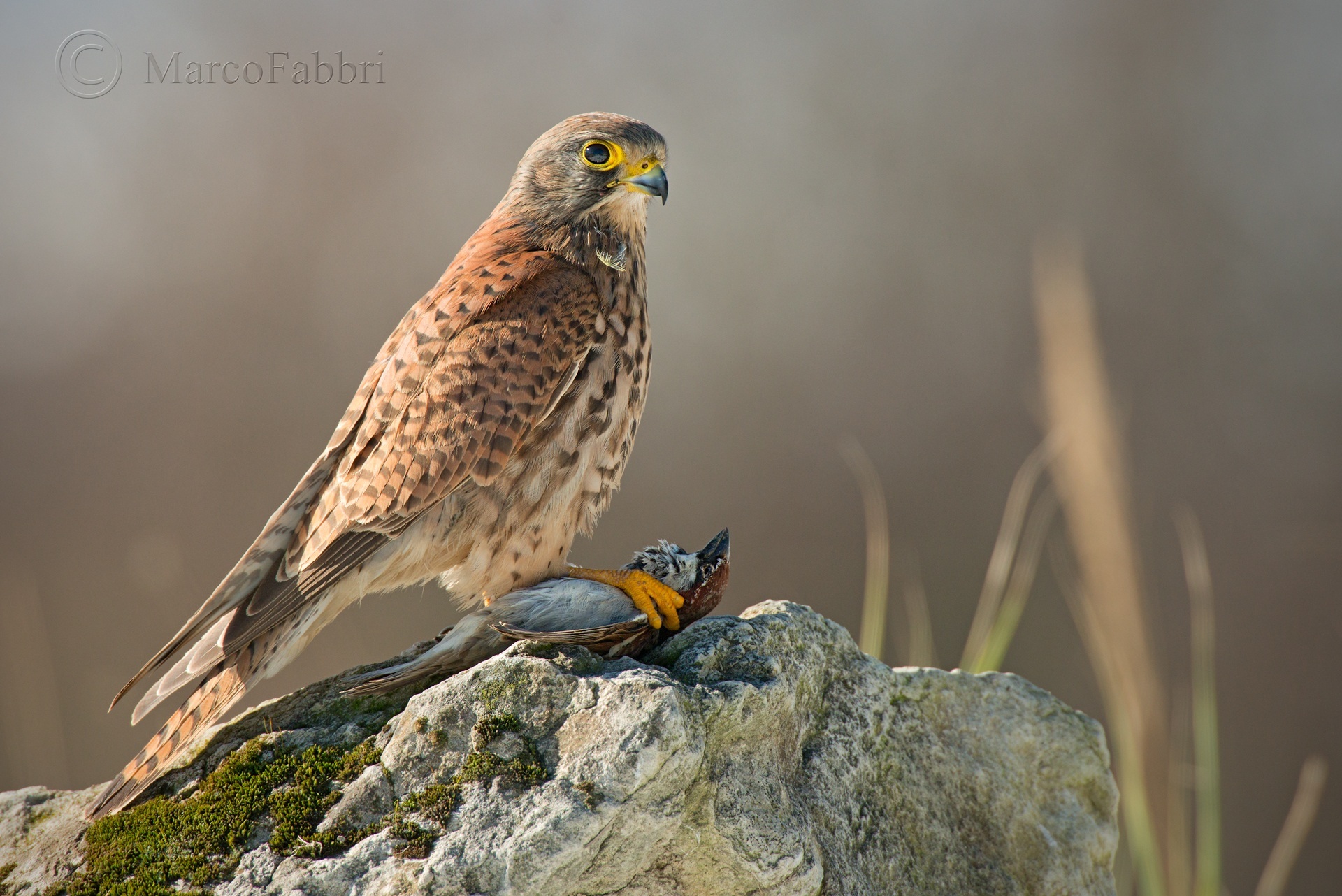 Kestrels and sparrow