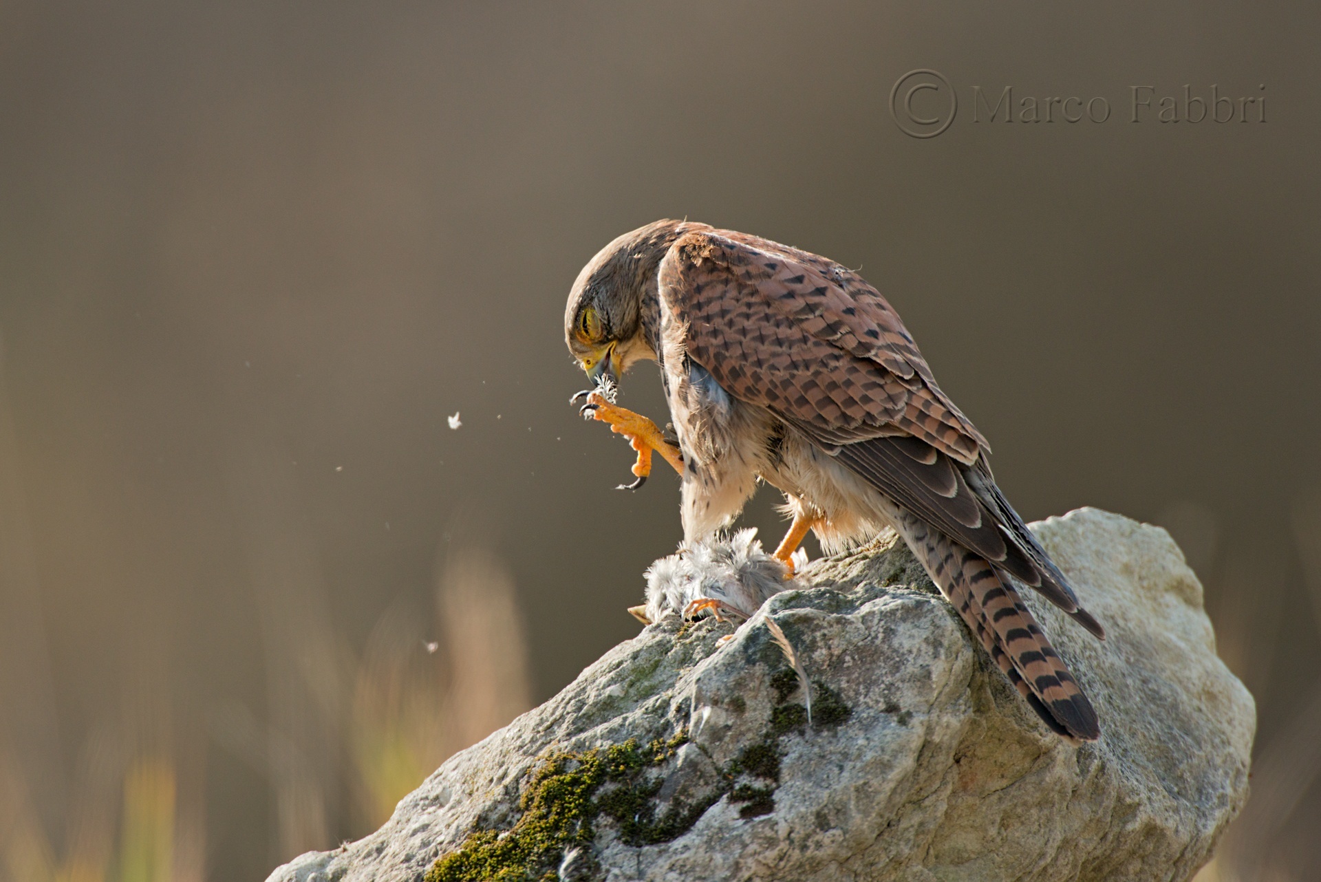 Kestrels and sparrow 2