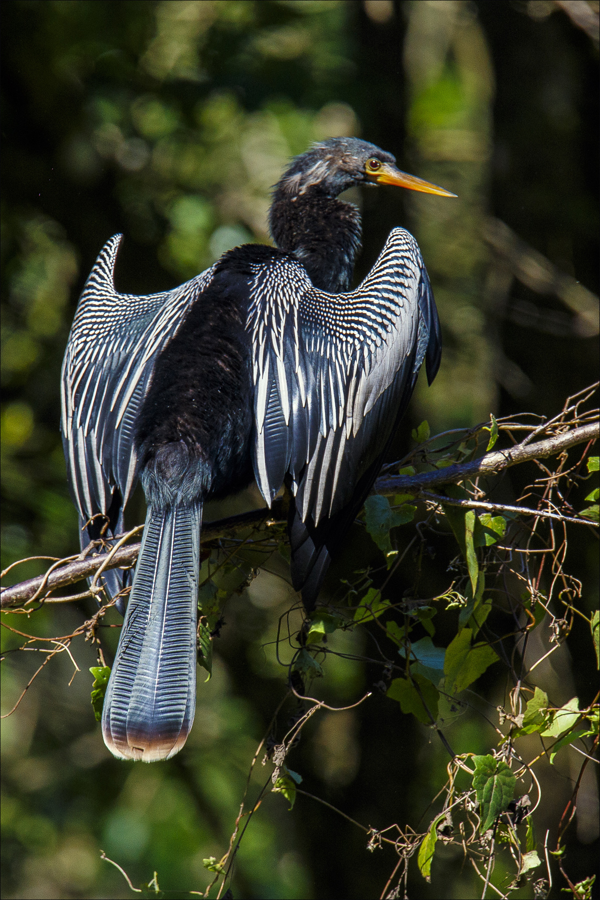 Anhinga