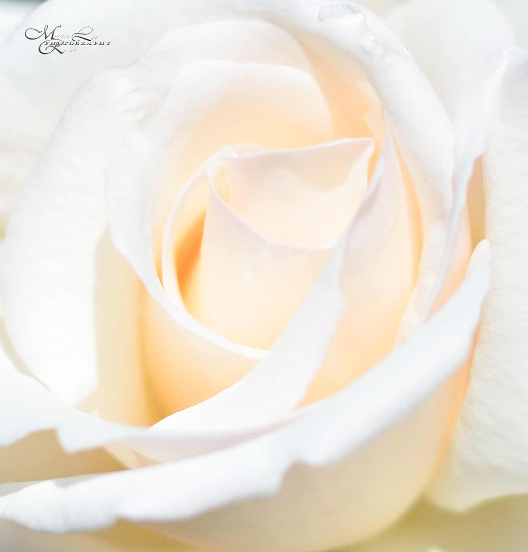 Abbraccio di una rosa