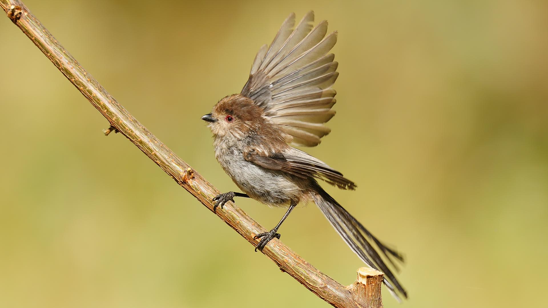 Aegithalos caudatus » Long-tailed tit