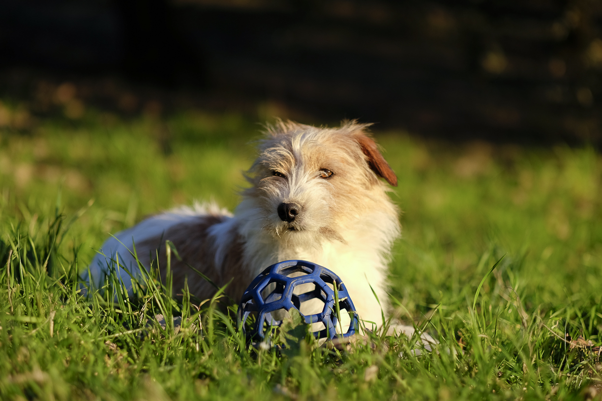 02_Fujifilm XF 56mm f/1.2 R APD