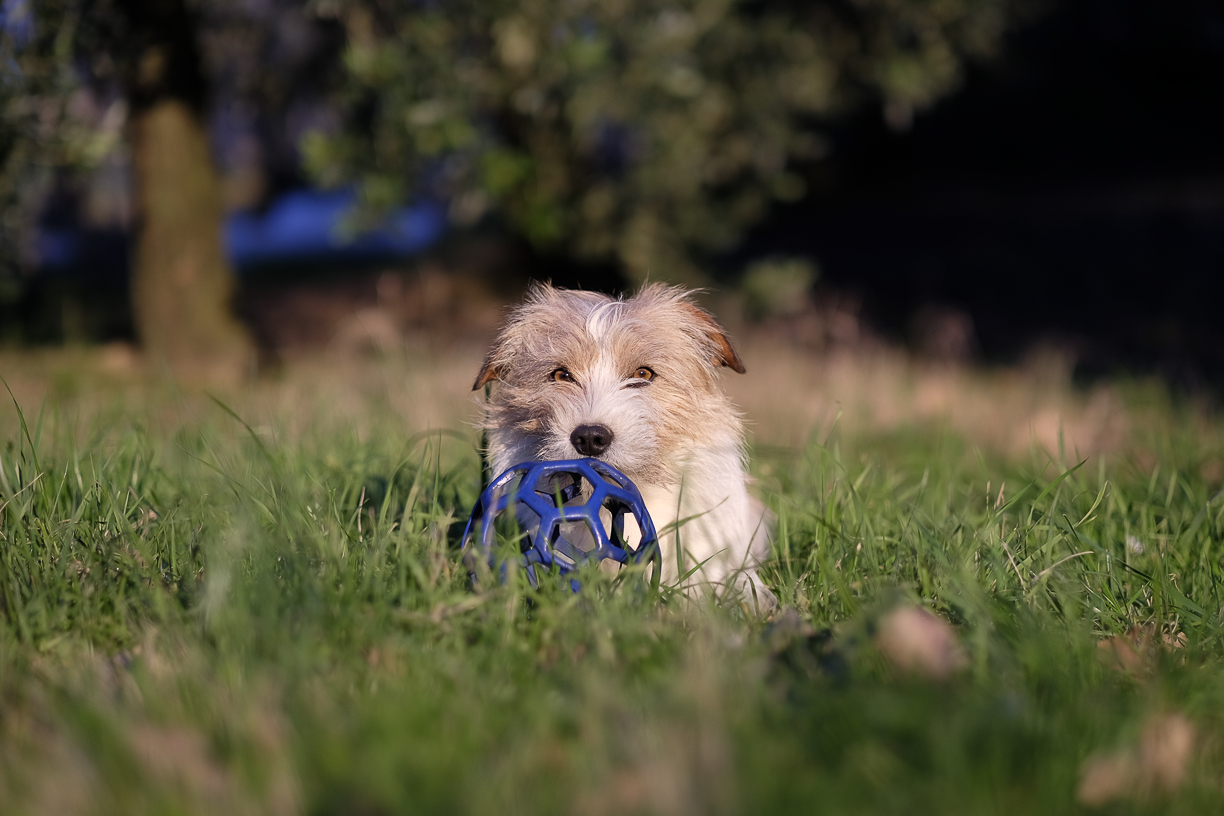 03_Fujifilm XF 56mm f/1.2 R APD