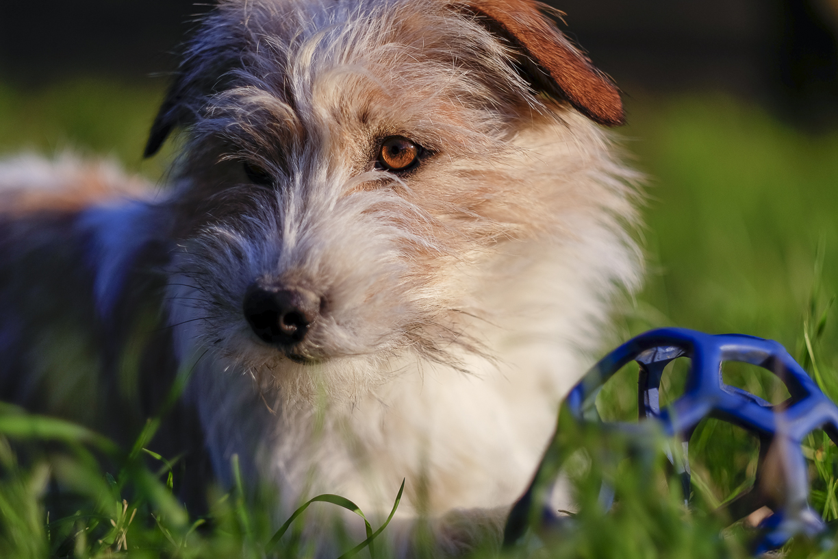 04_Fujifilm XF 56mm f/1.2 R APD