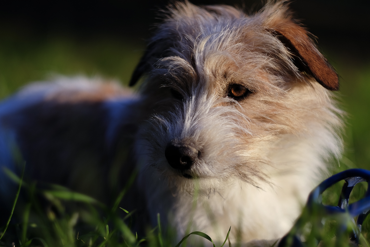 05_Fujifilm XF 56mm f/1.2 R APD