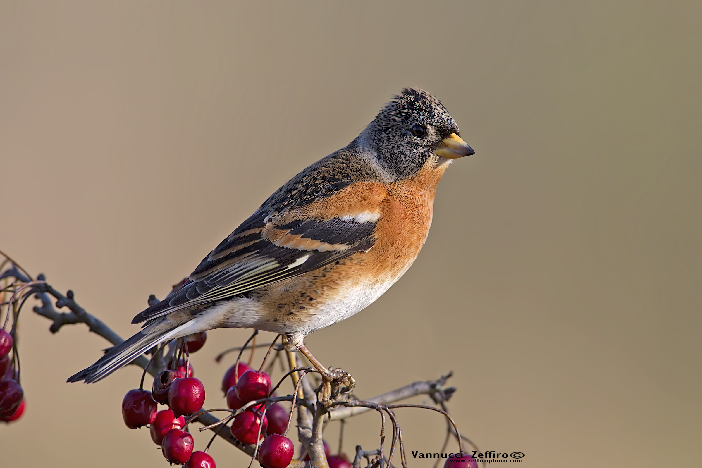 brambling male