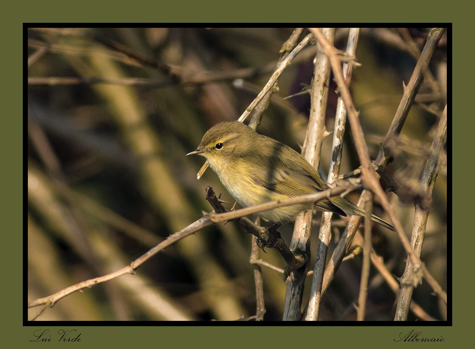 Green Warbler