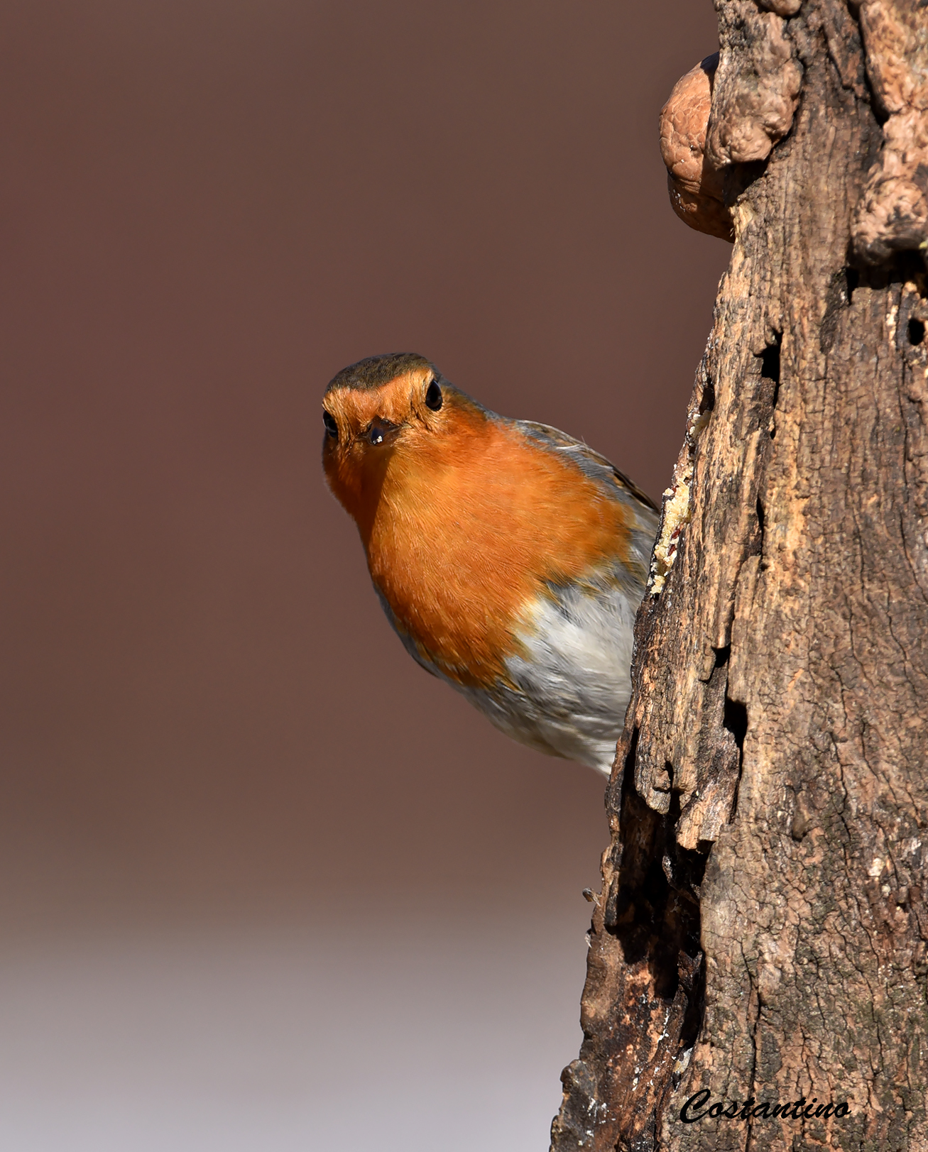 Robin (Erithacus rubecula)