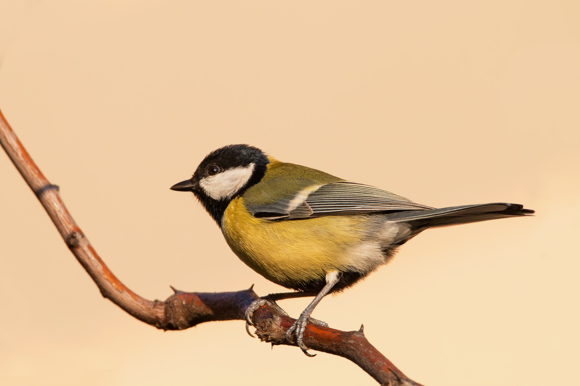 Sotto casa: la cinciallegra