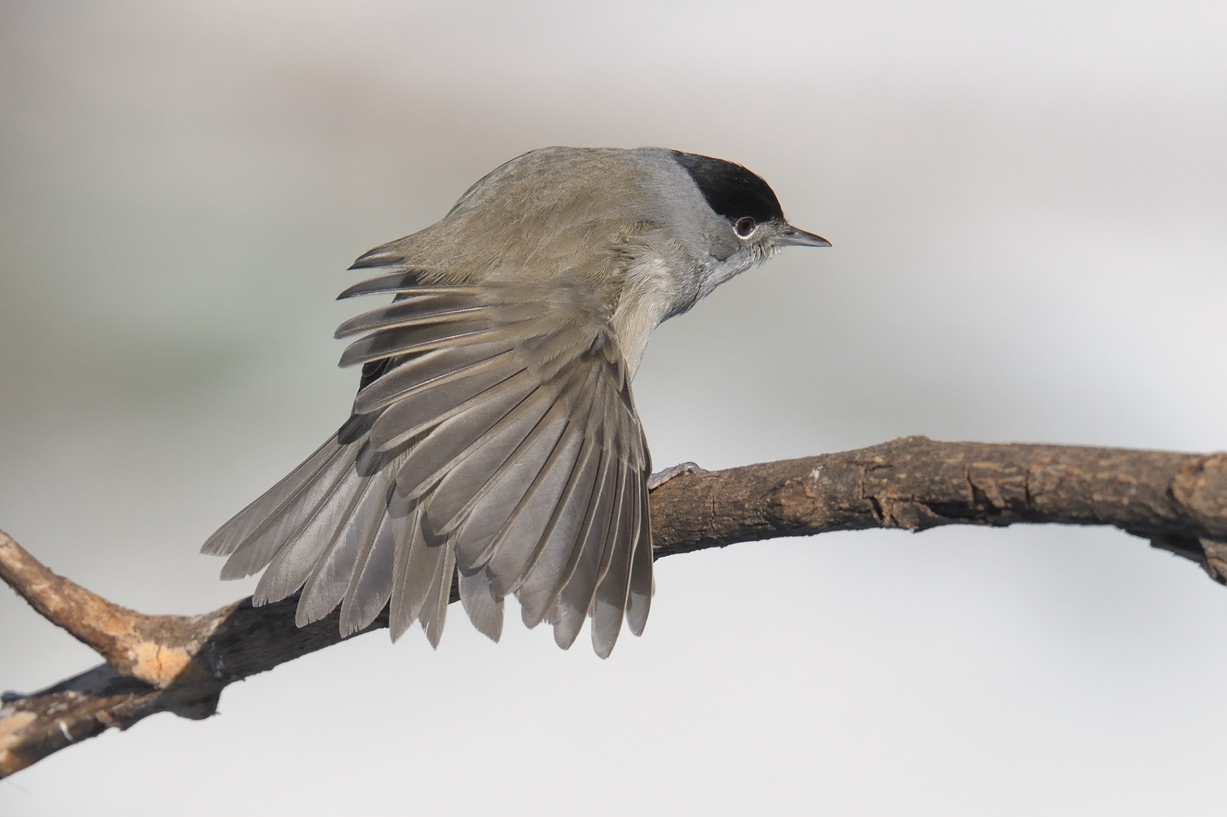 capinera in strechting