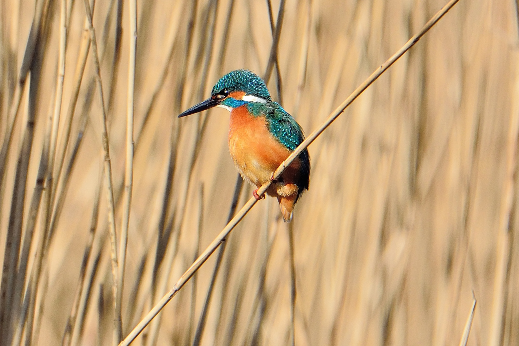Kingfisher