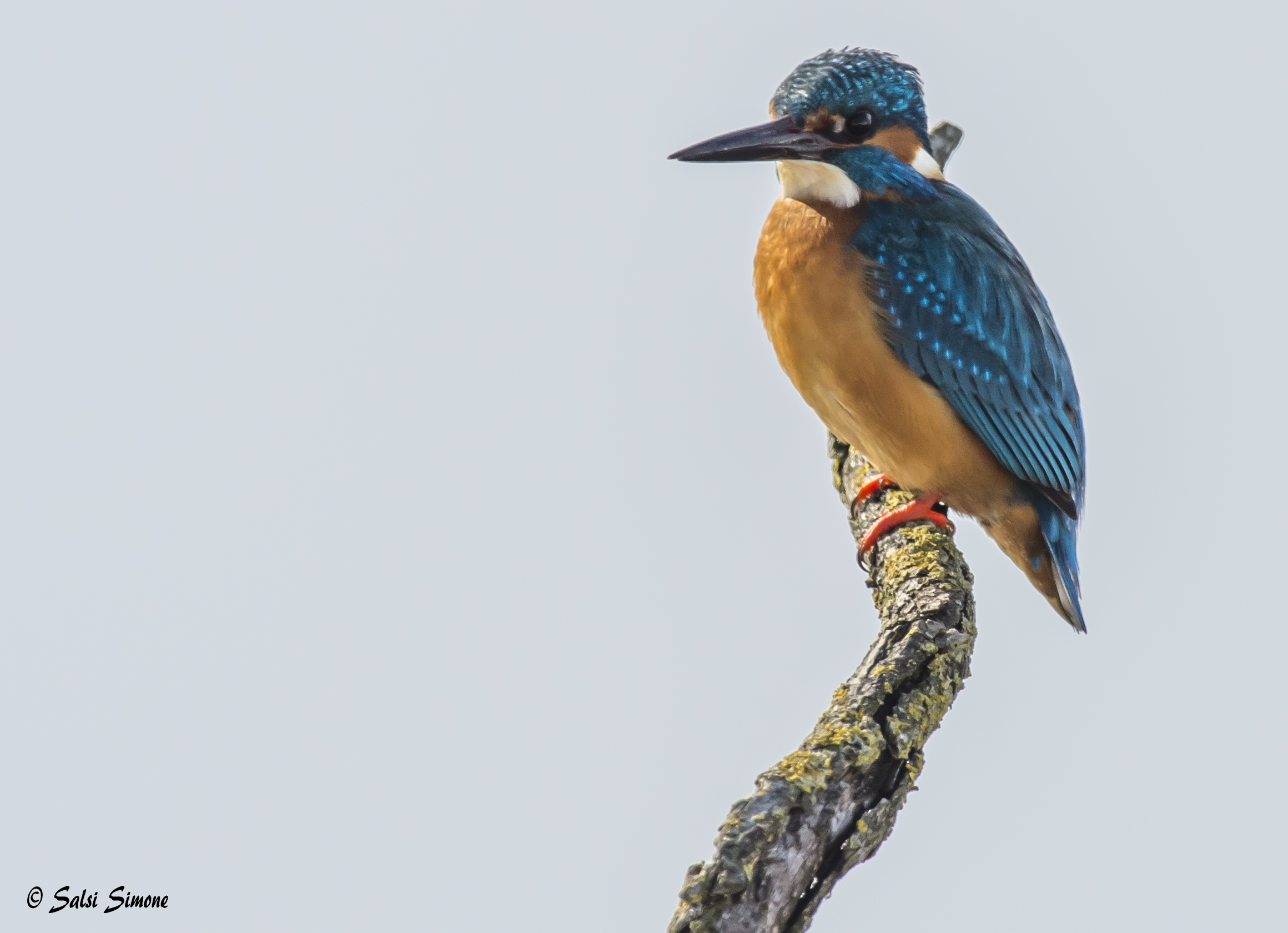 kingfisher