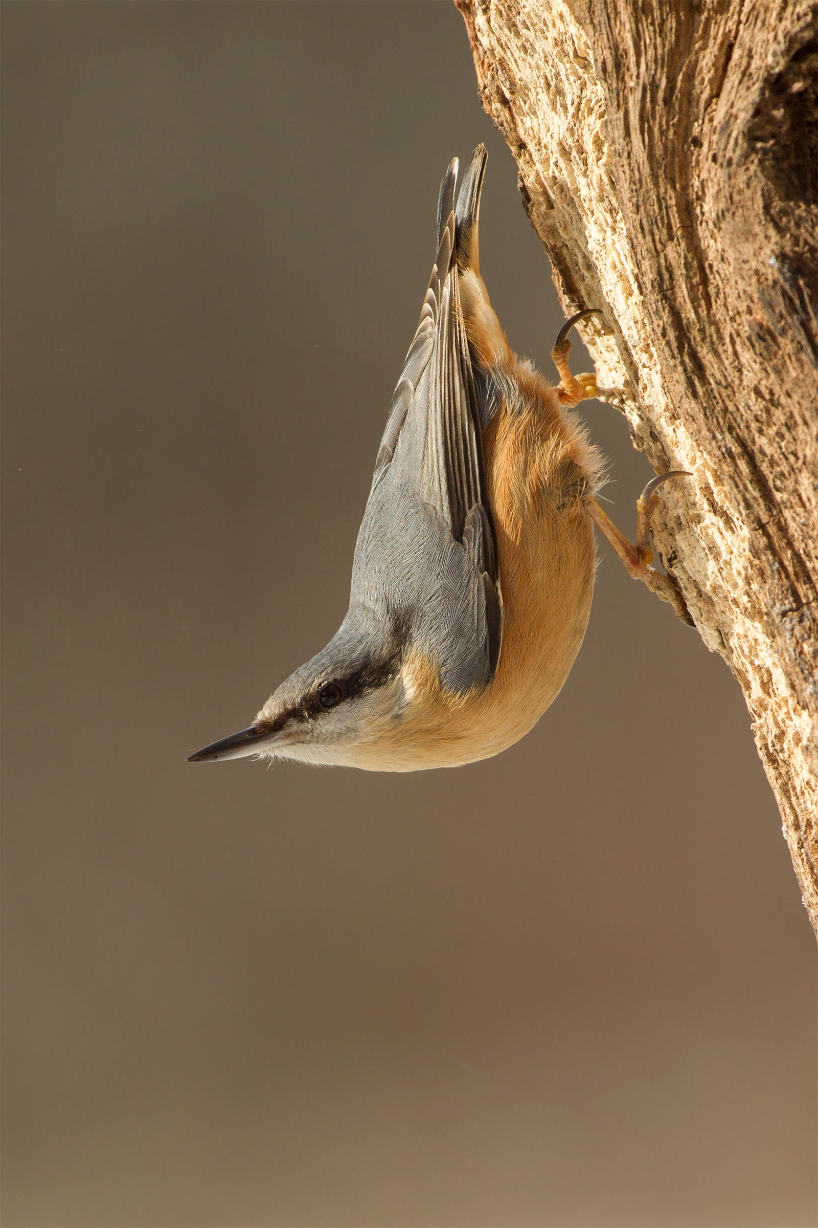 Nuthatch