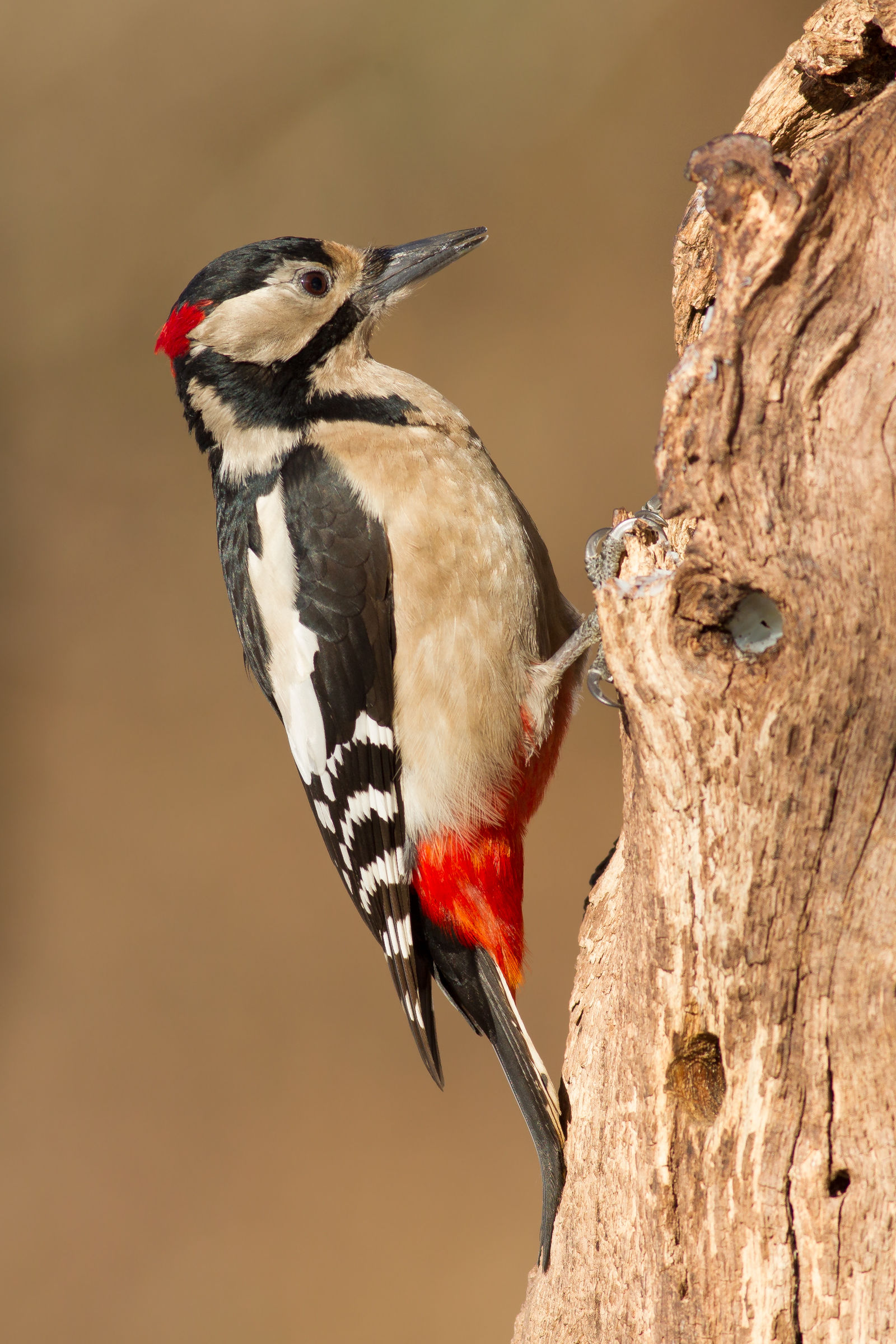 Woodpecker male