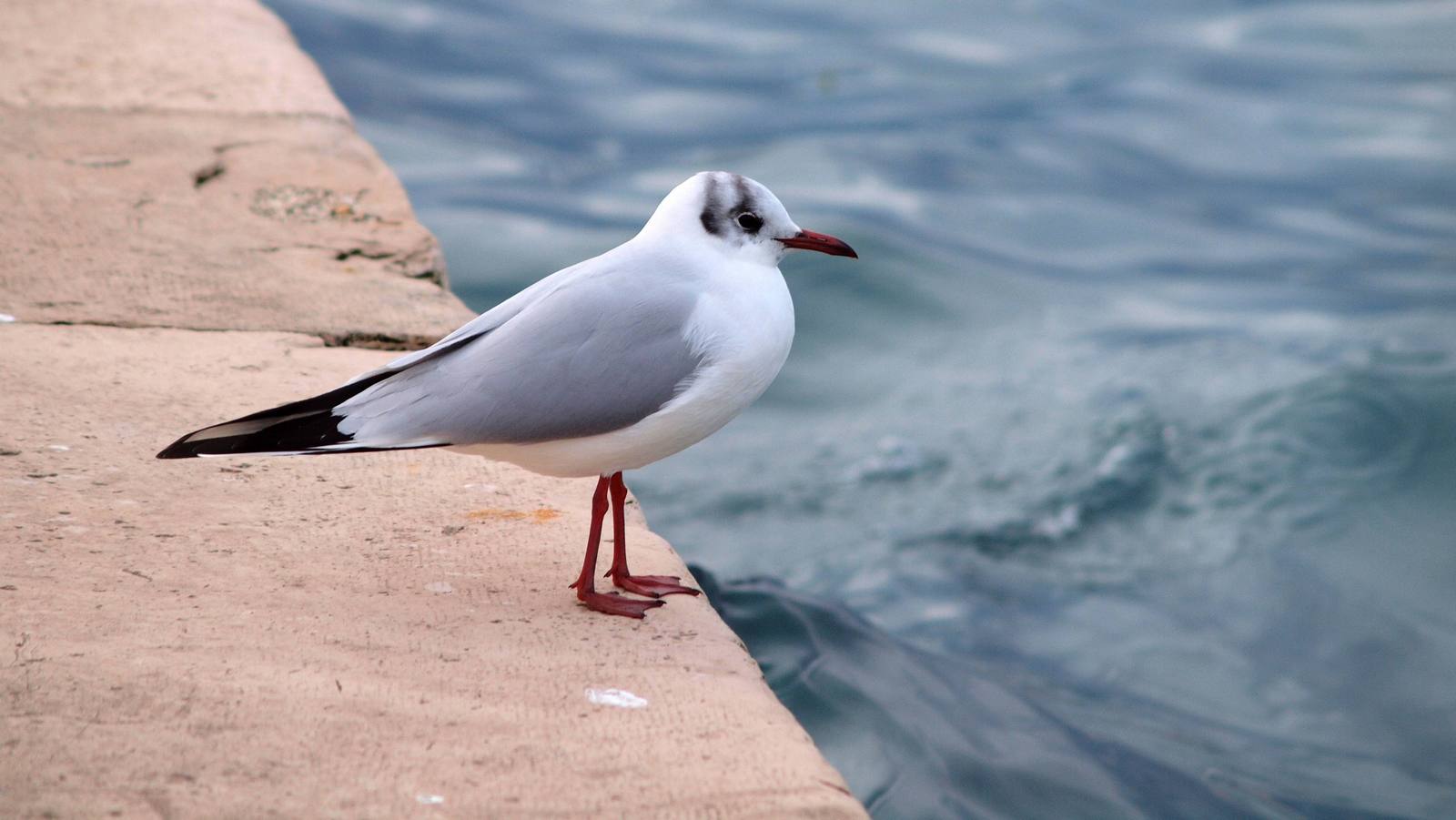 gabbiano nel porto di Molfetta