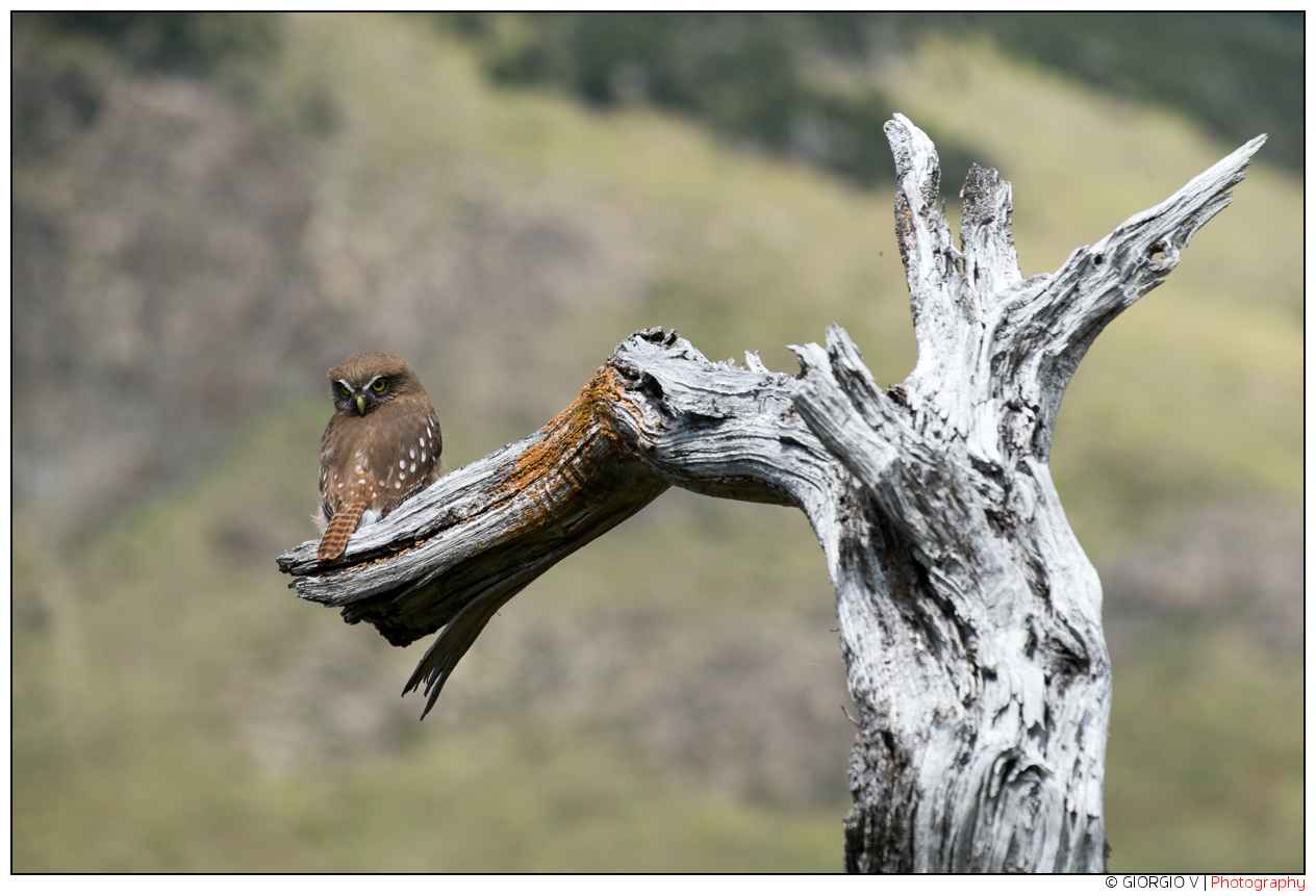 Civetta Nana Southern