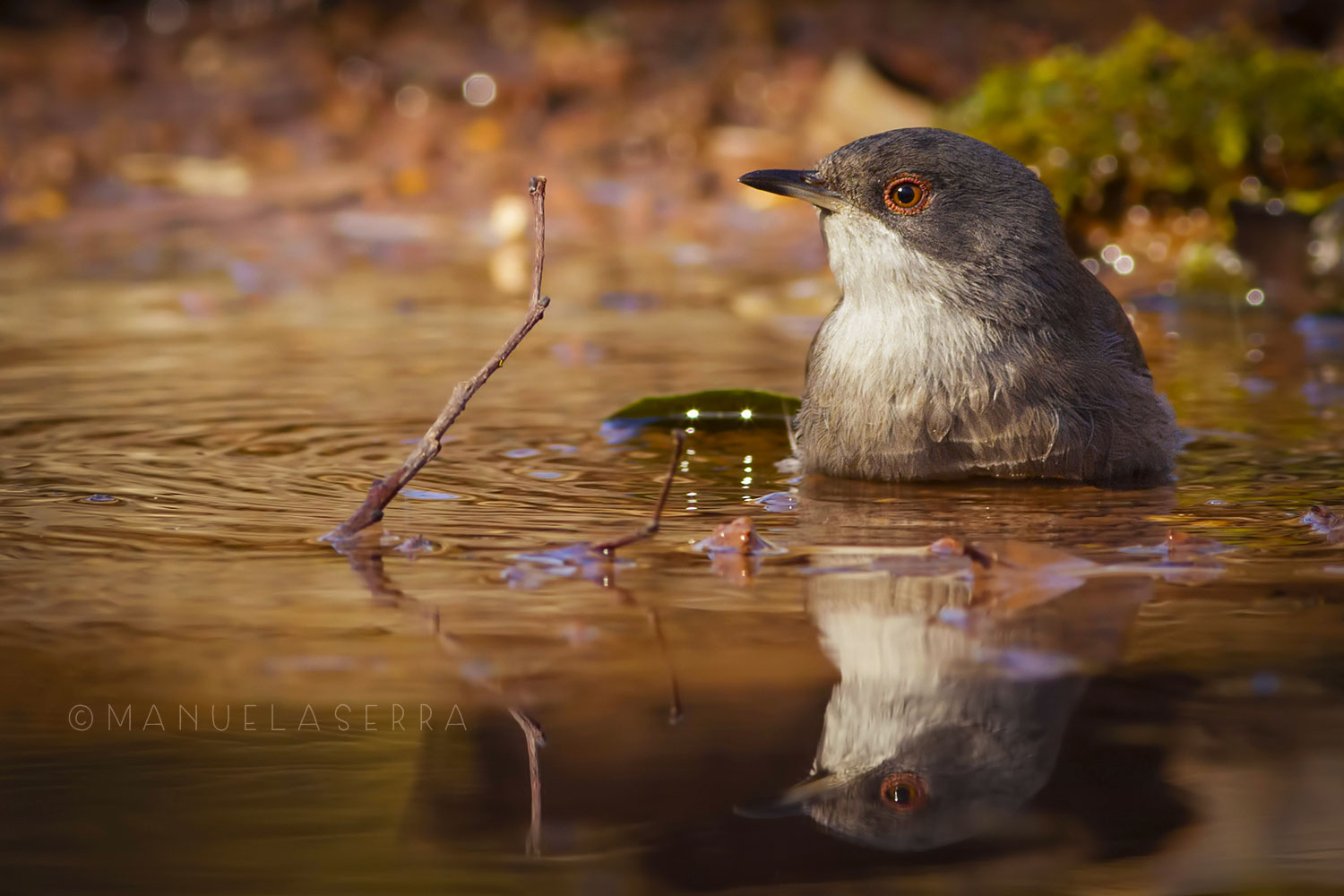Un Occhiocotto e il bagnetto