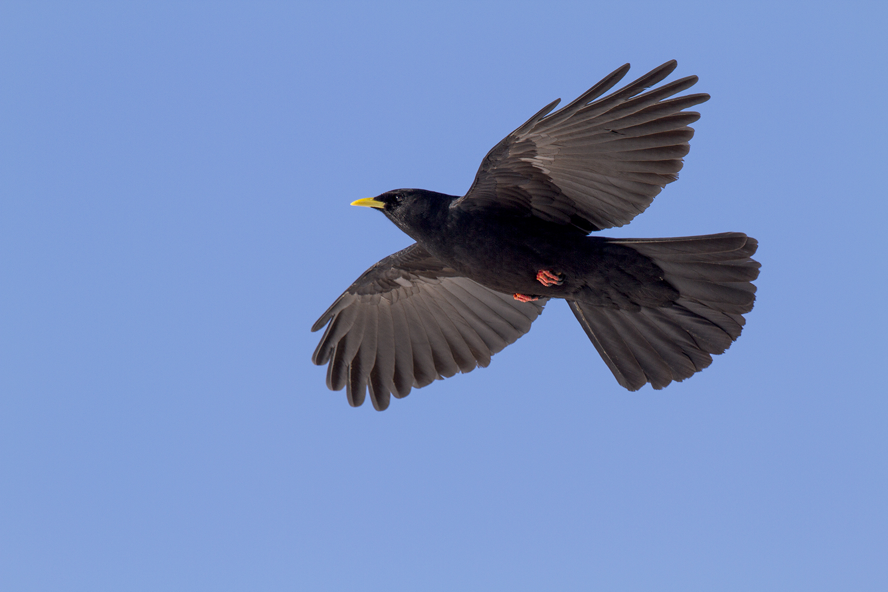Alpine chough