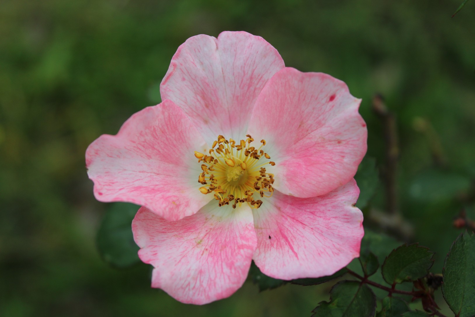 Rosa Canina
