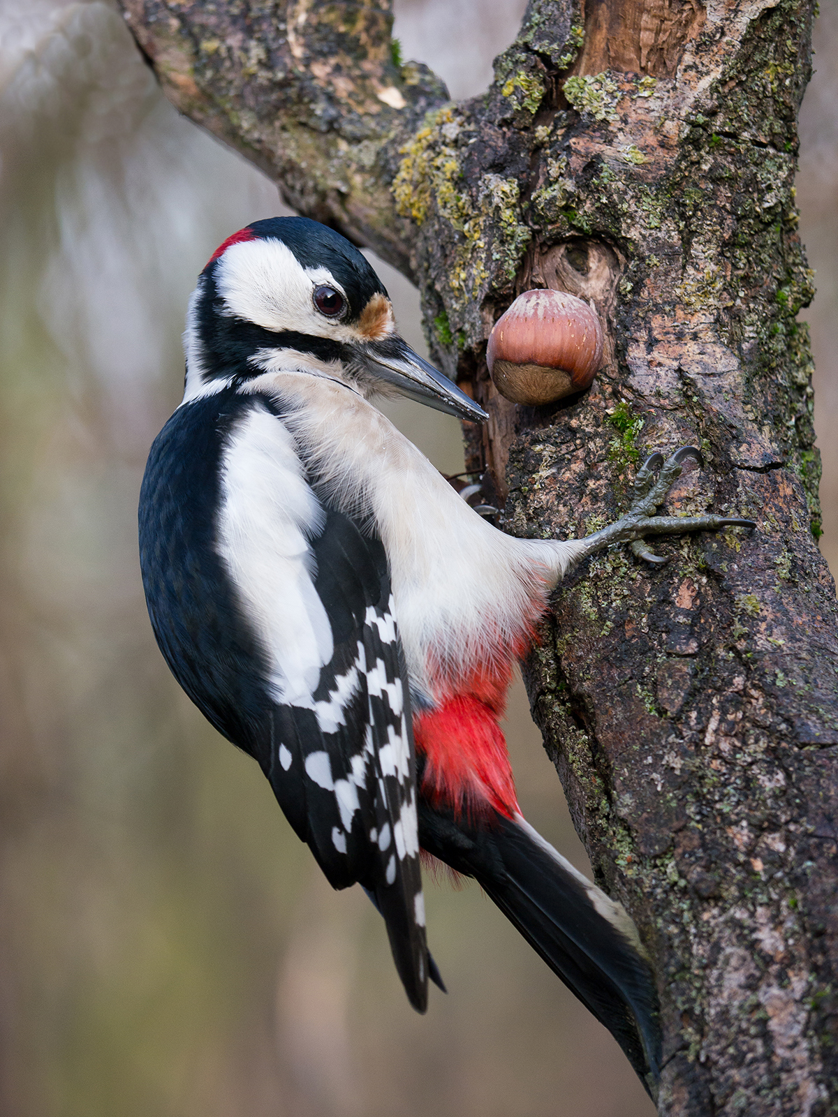 Spotted Woodpecker (male)