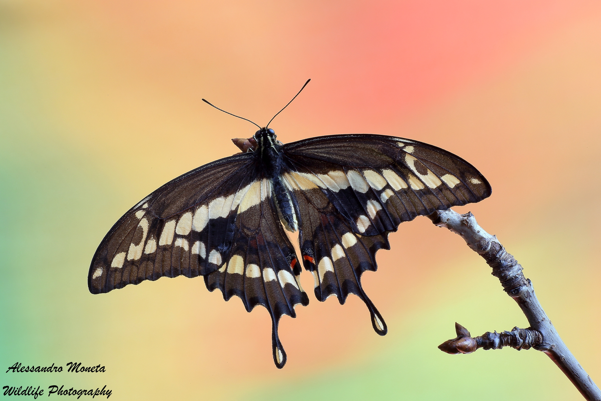 Giant Swallowtail