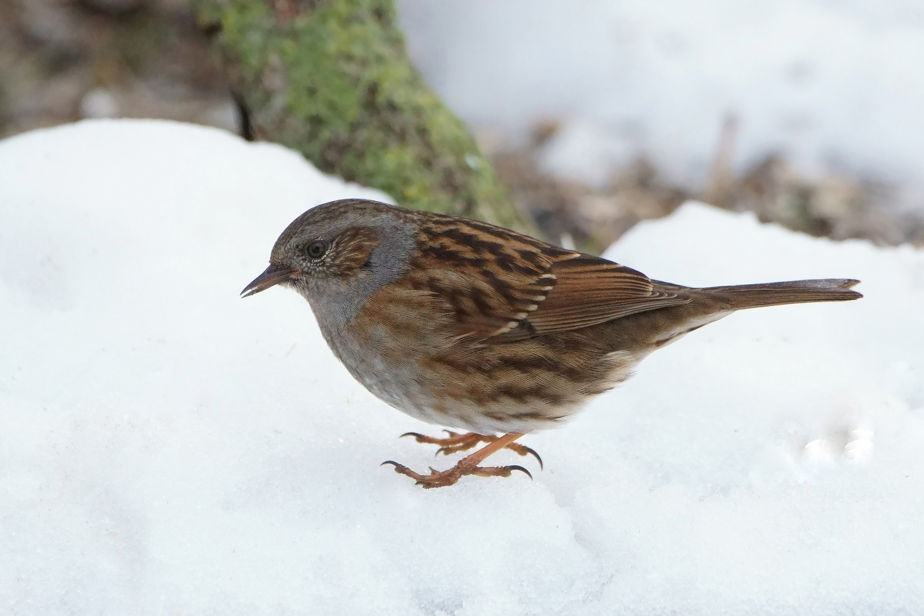 Dunnock