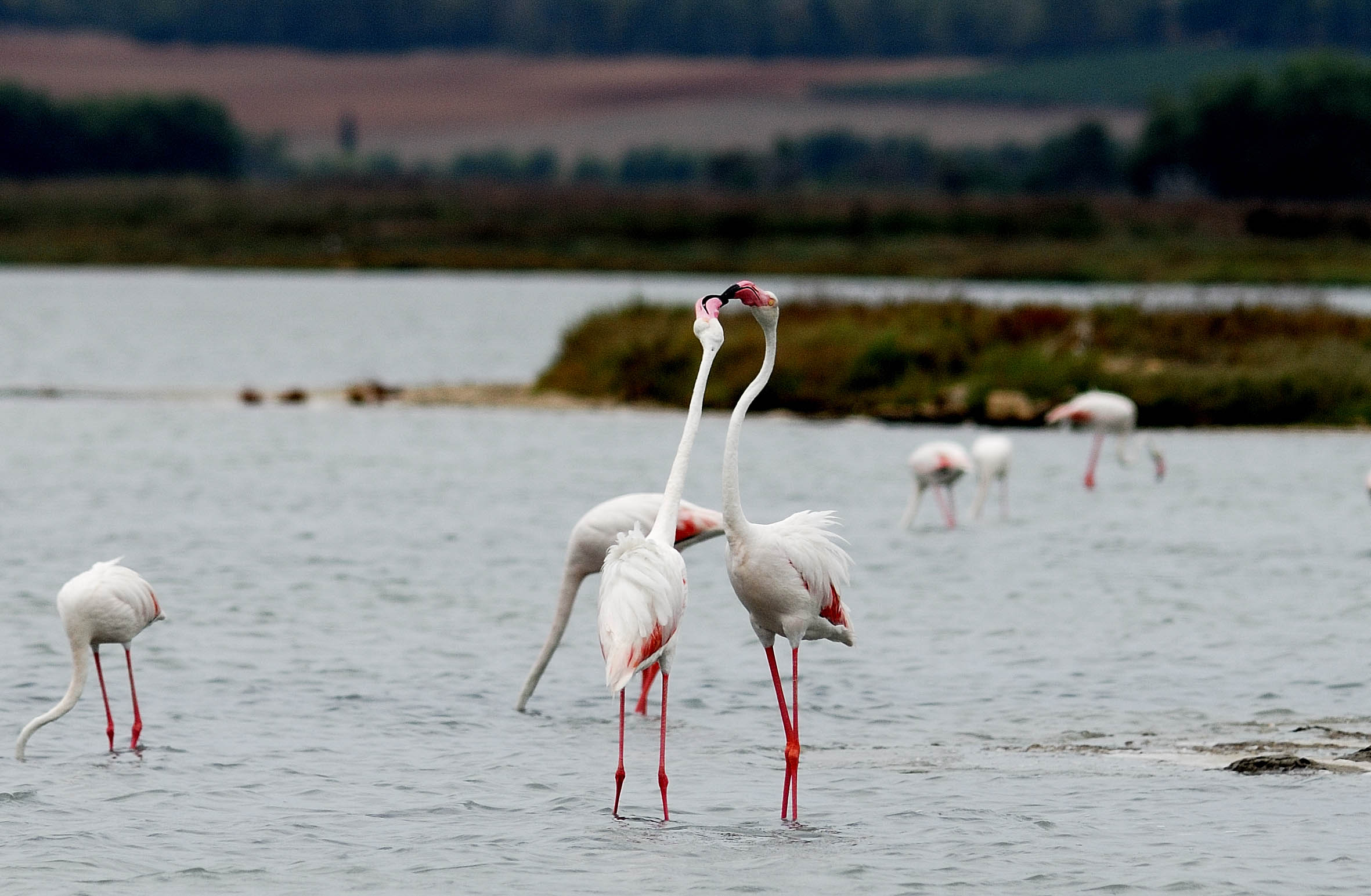 flamingos of sinis