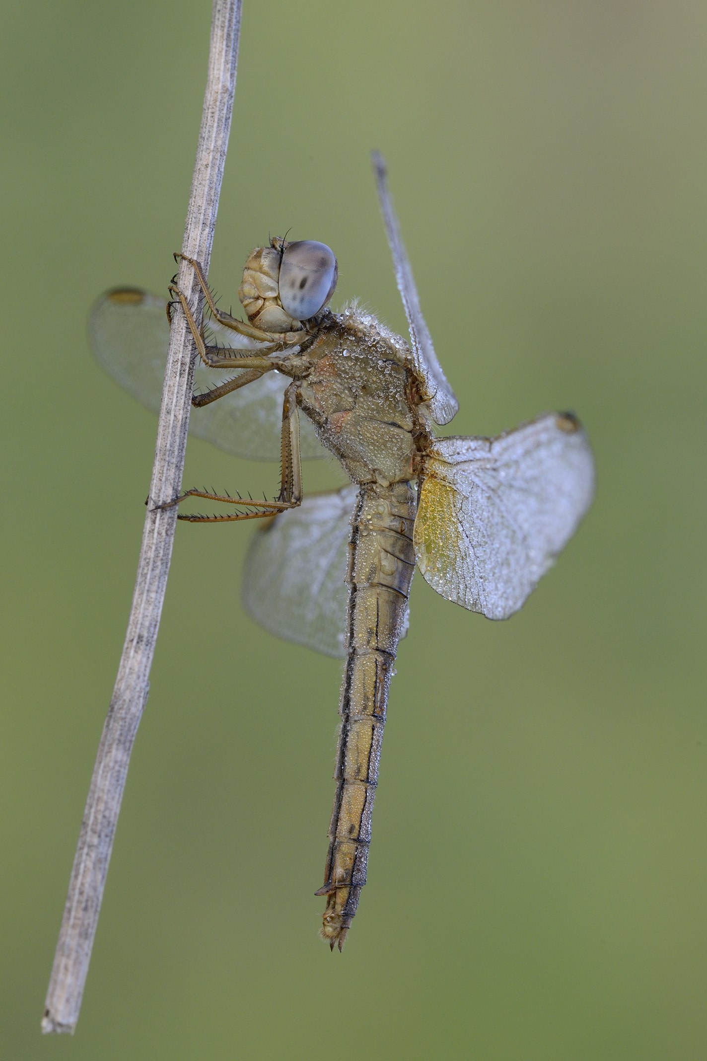 Sympetrum fonscolombi female
