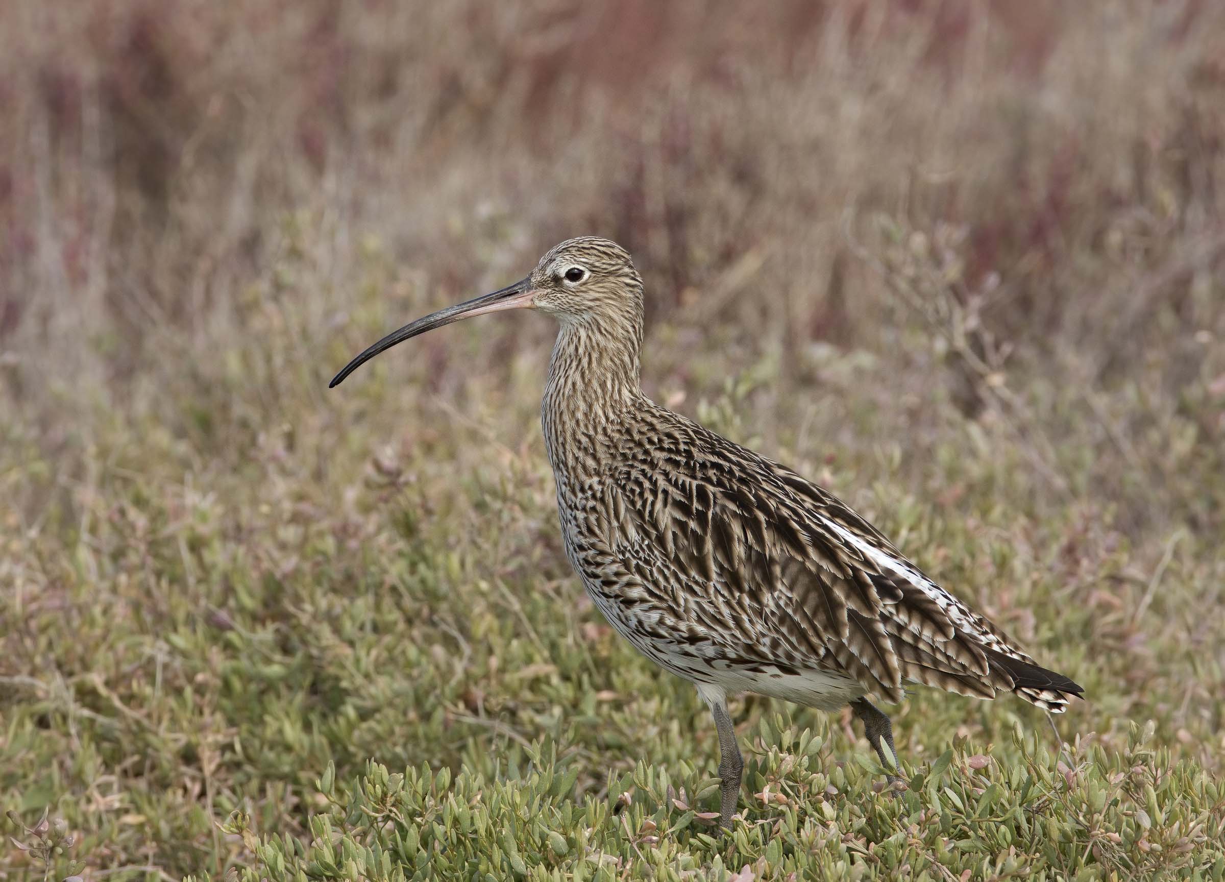 chiurlo (Numenius arcuata)