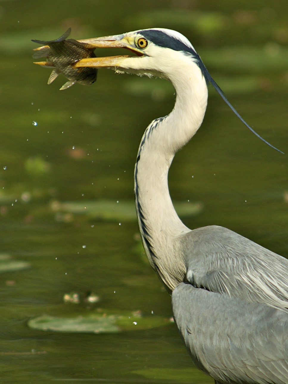 gray heron