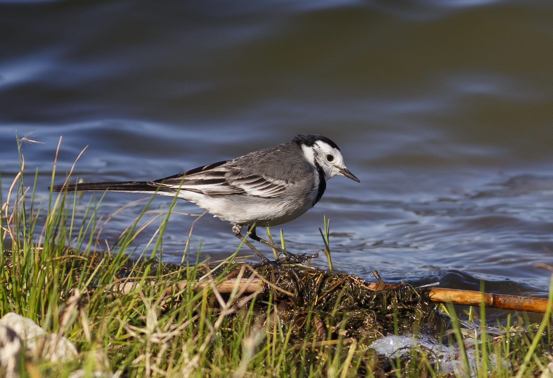 white wagtail