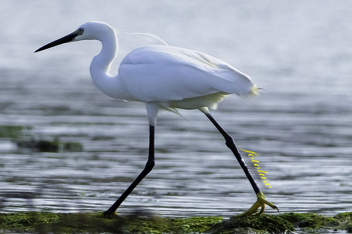 Garzetta / Delta del Po