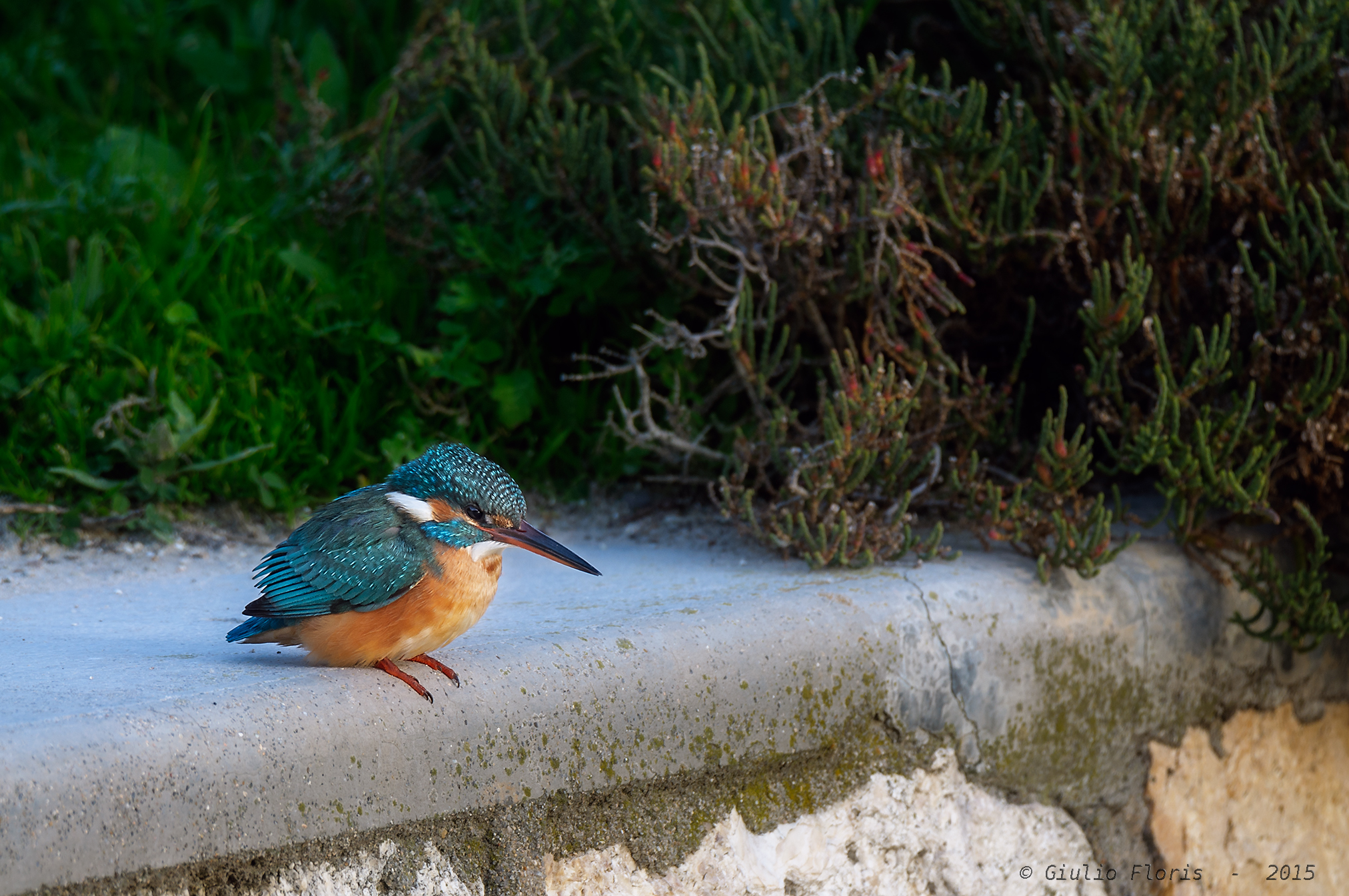 Martina fisherman (Alcedo atthis)