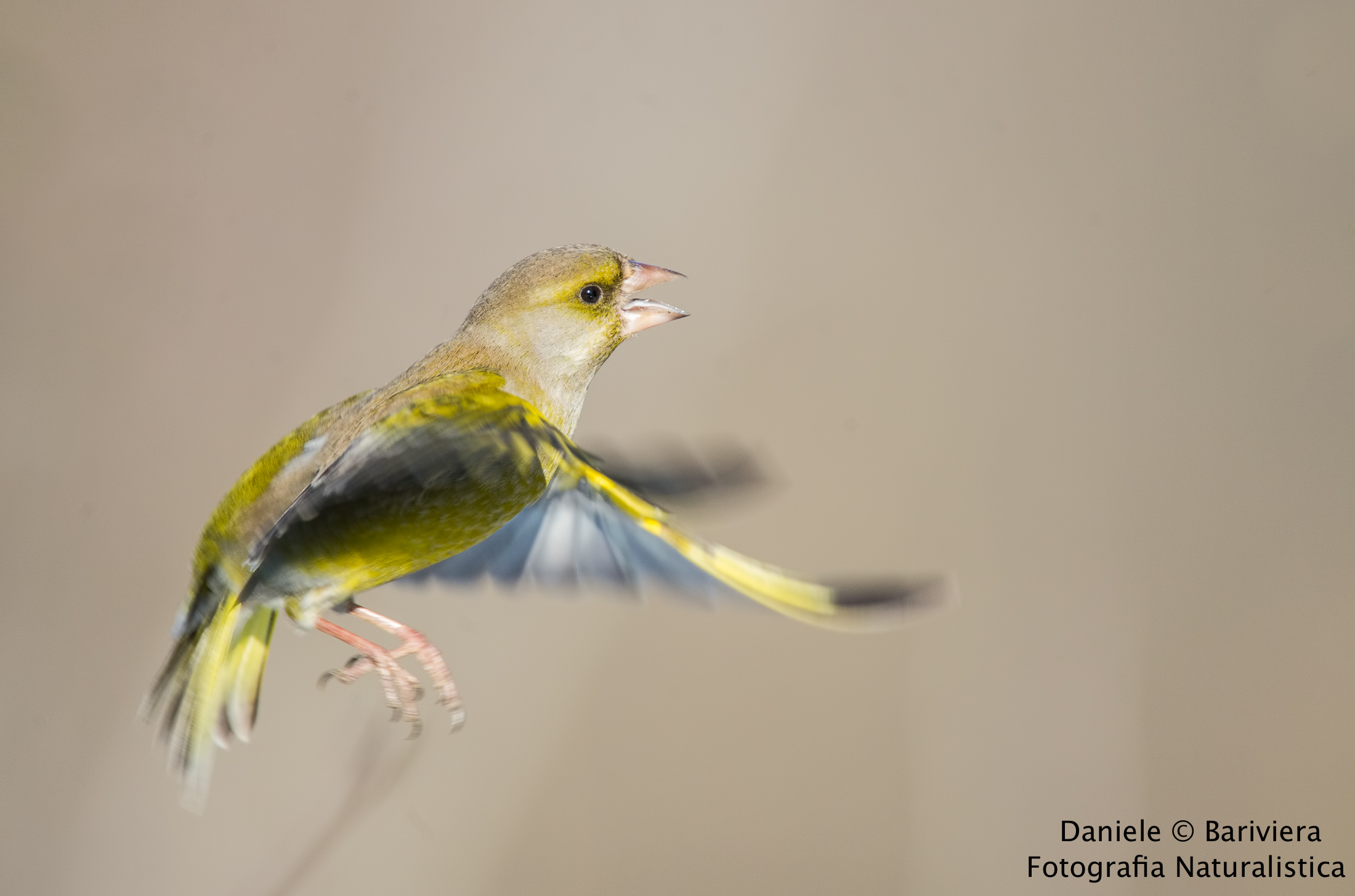 Free Spirit !! Verdone