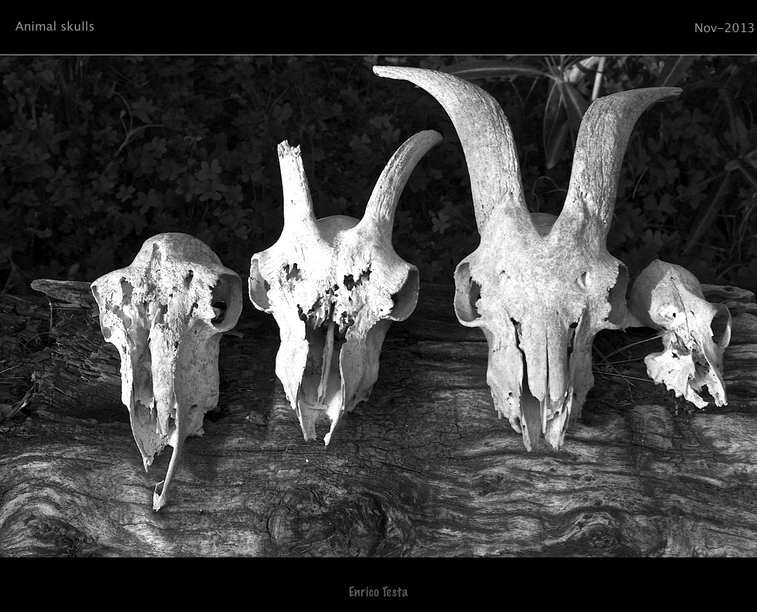 AnimalSkulls