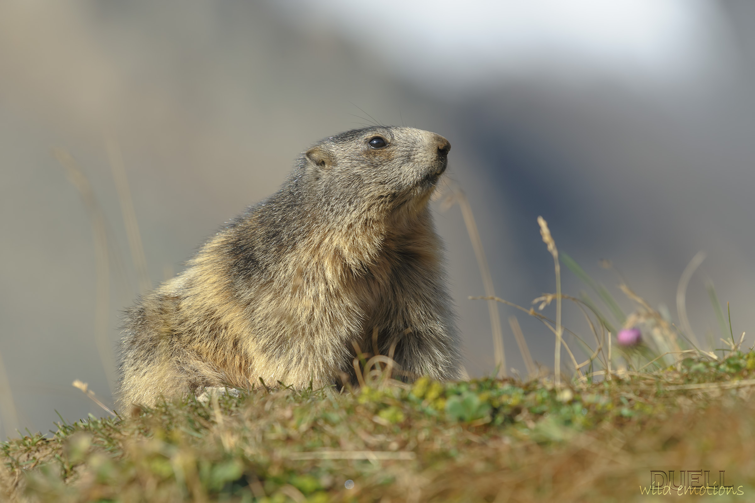 good morning, marmot
