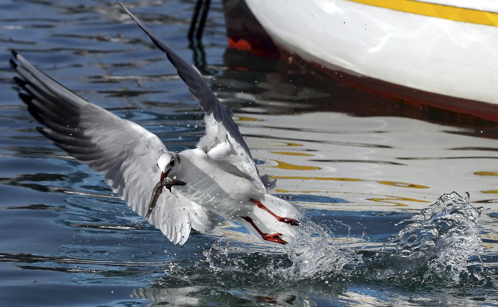 Seagull with prey