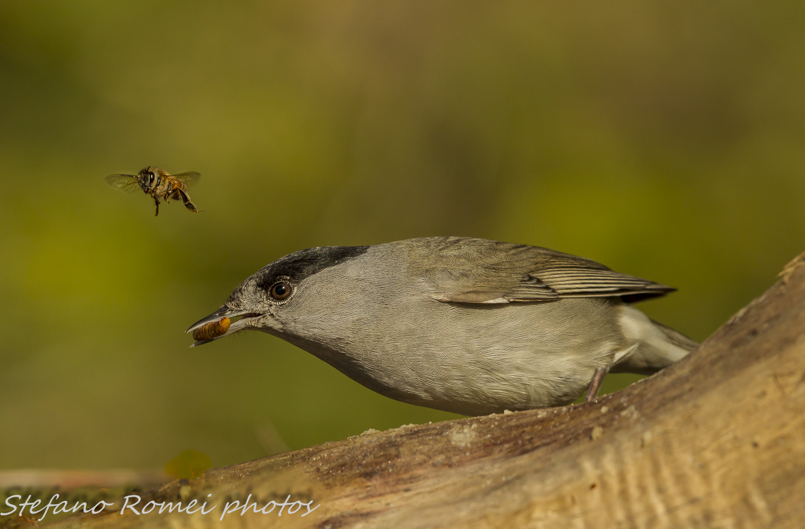 ma..in which gallery?