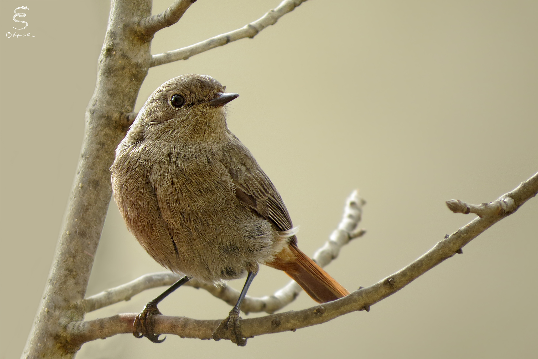 Codirosso spazzacamino (femmina)