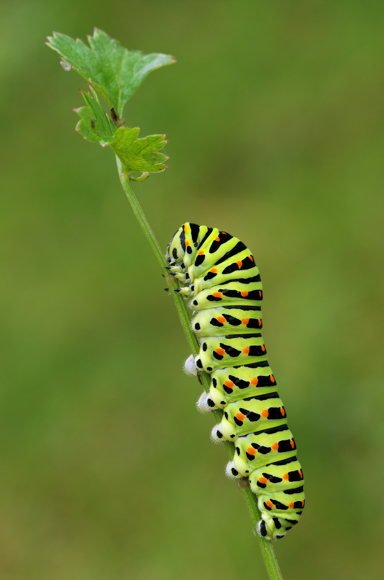 Papilio machaon